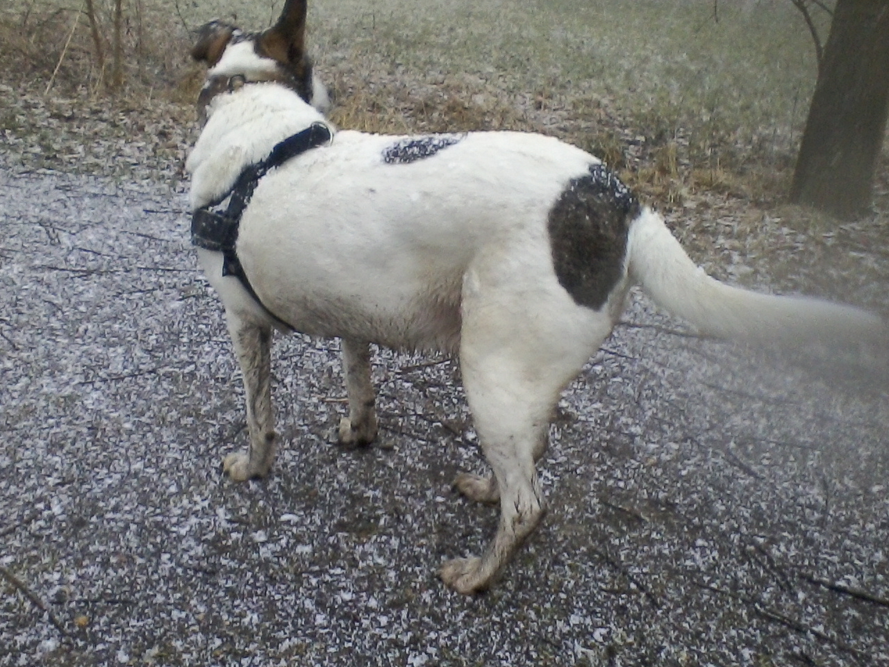 Dreckspatz.jpg (1280 x 960)